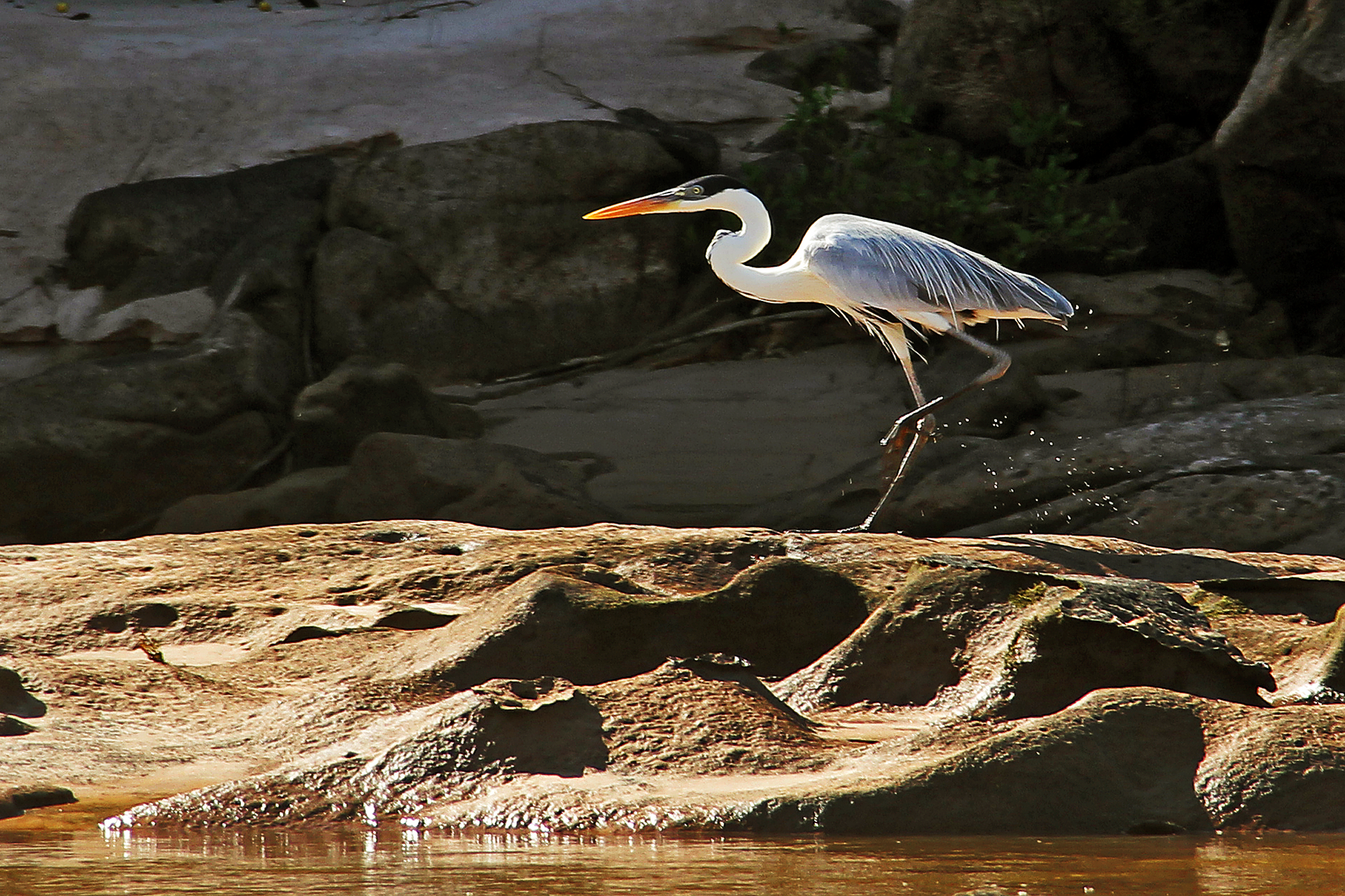Garça no Rio Araguaia