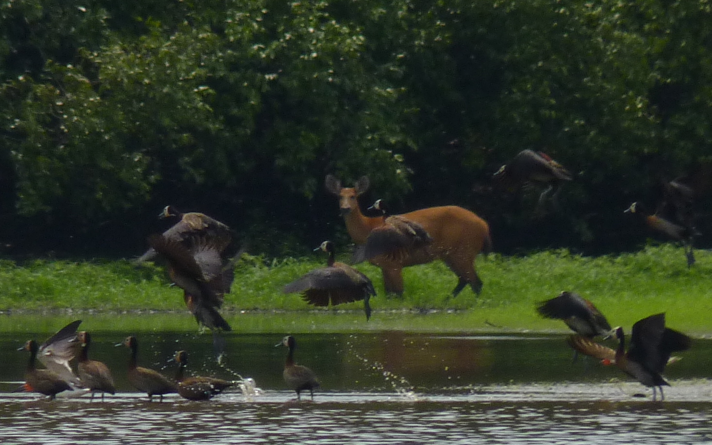 Marsh Deer