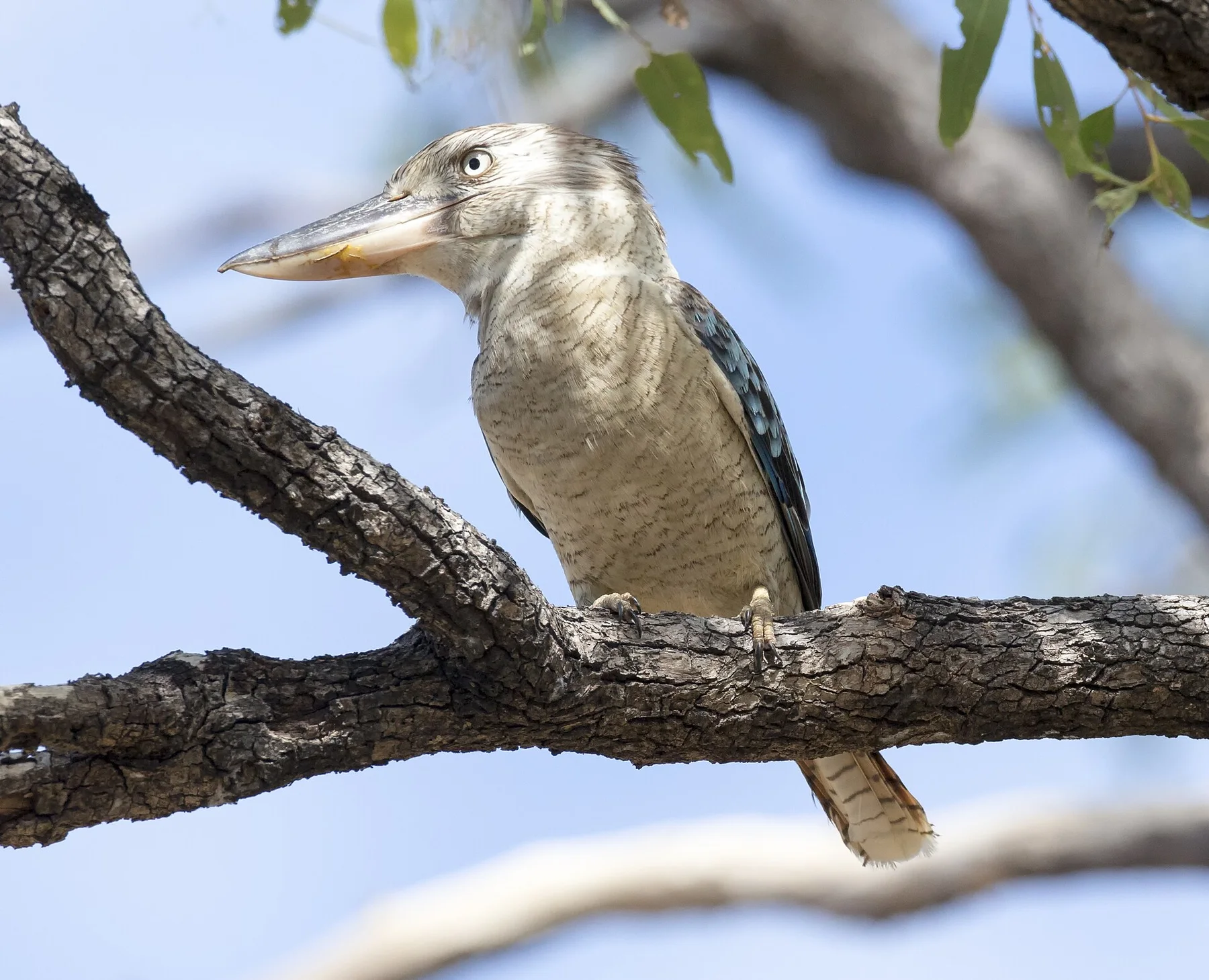 Cape York Peninsula - view 10