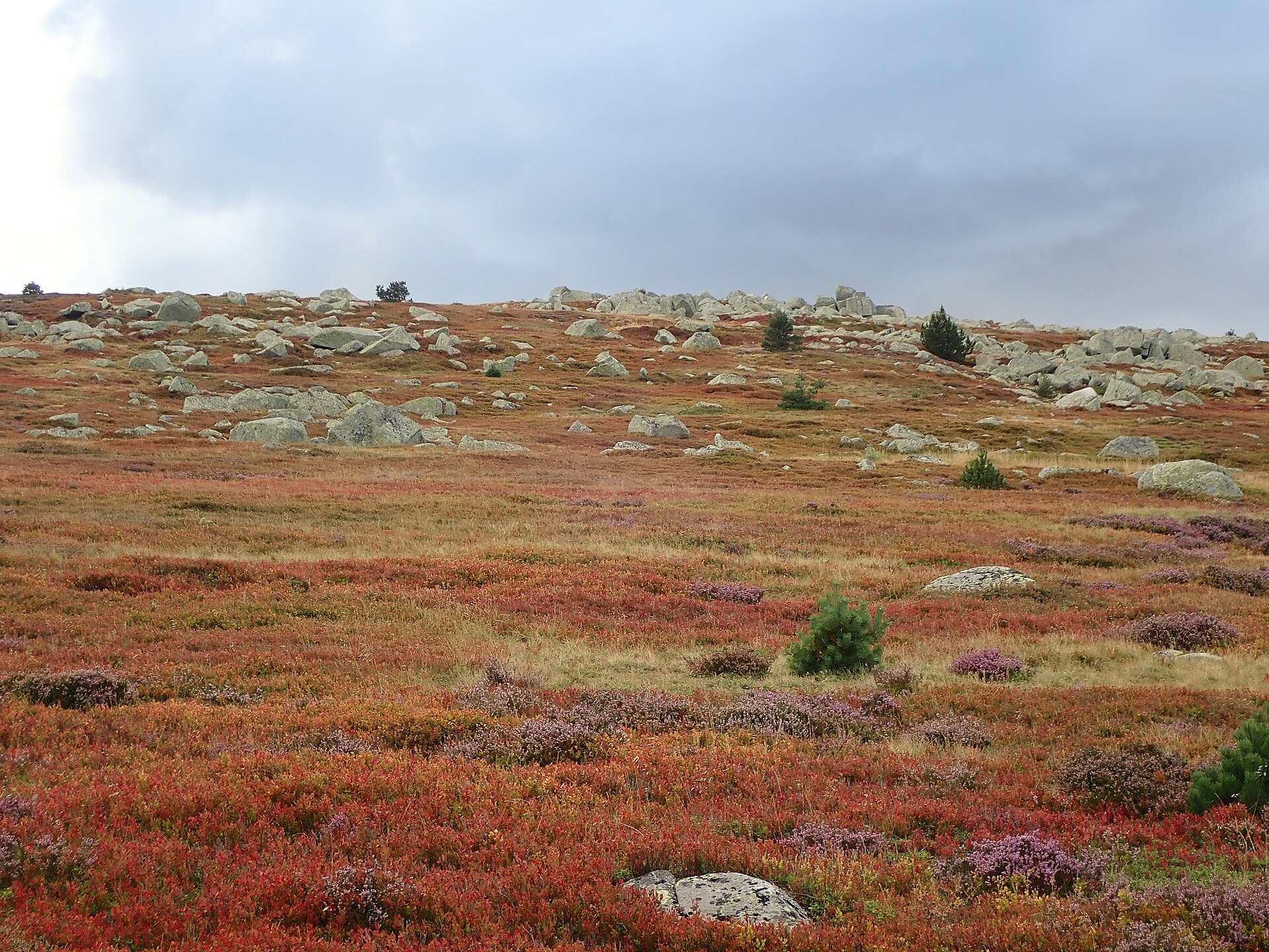 Pelouse mont Lozère