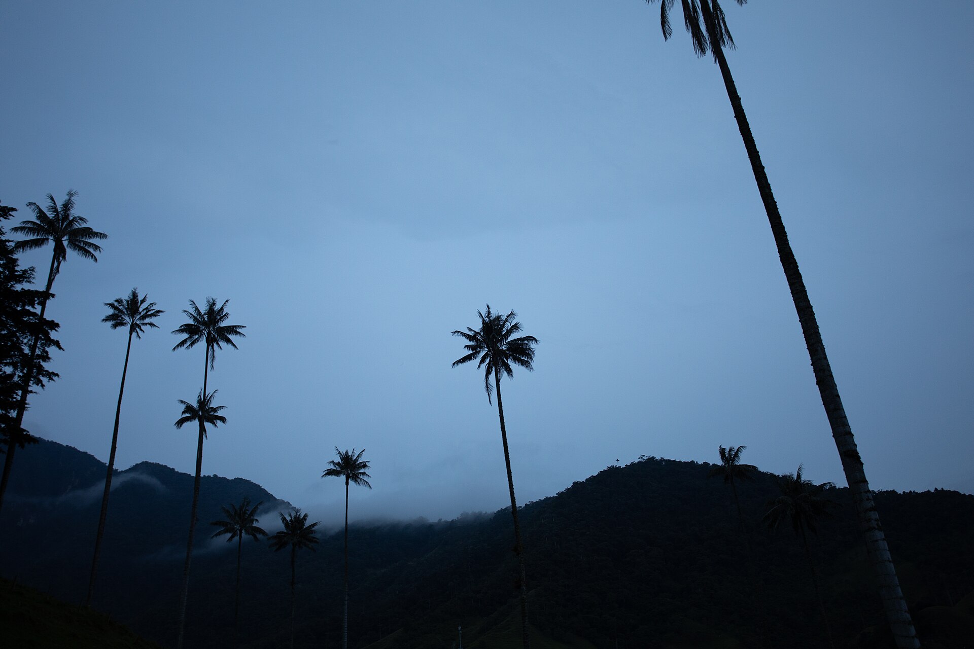 WLE2026 CO - Palmas de cera al atardecer, Valle del Cocora (35)