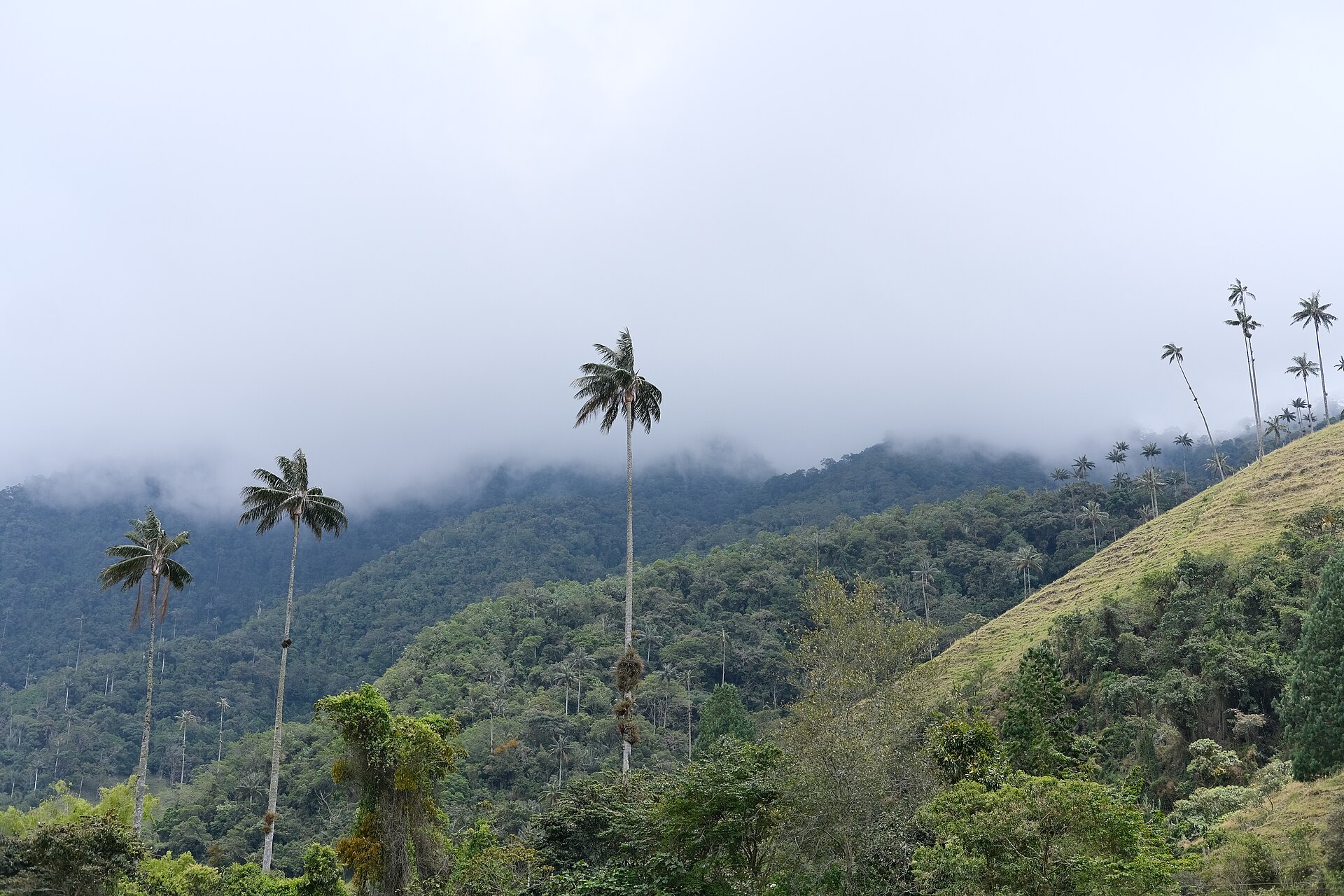 Wax Palms in the Cocora Valley, 2025