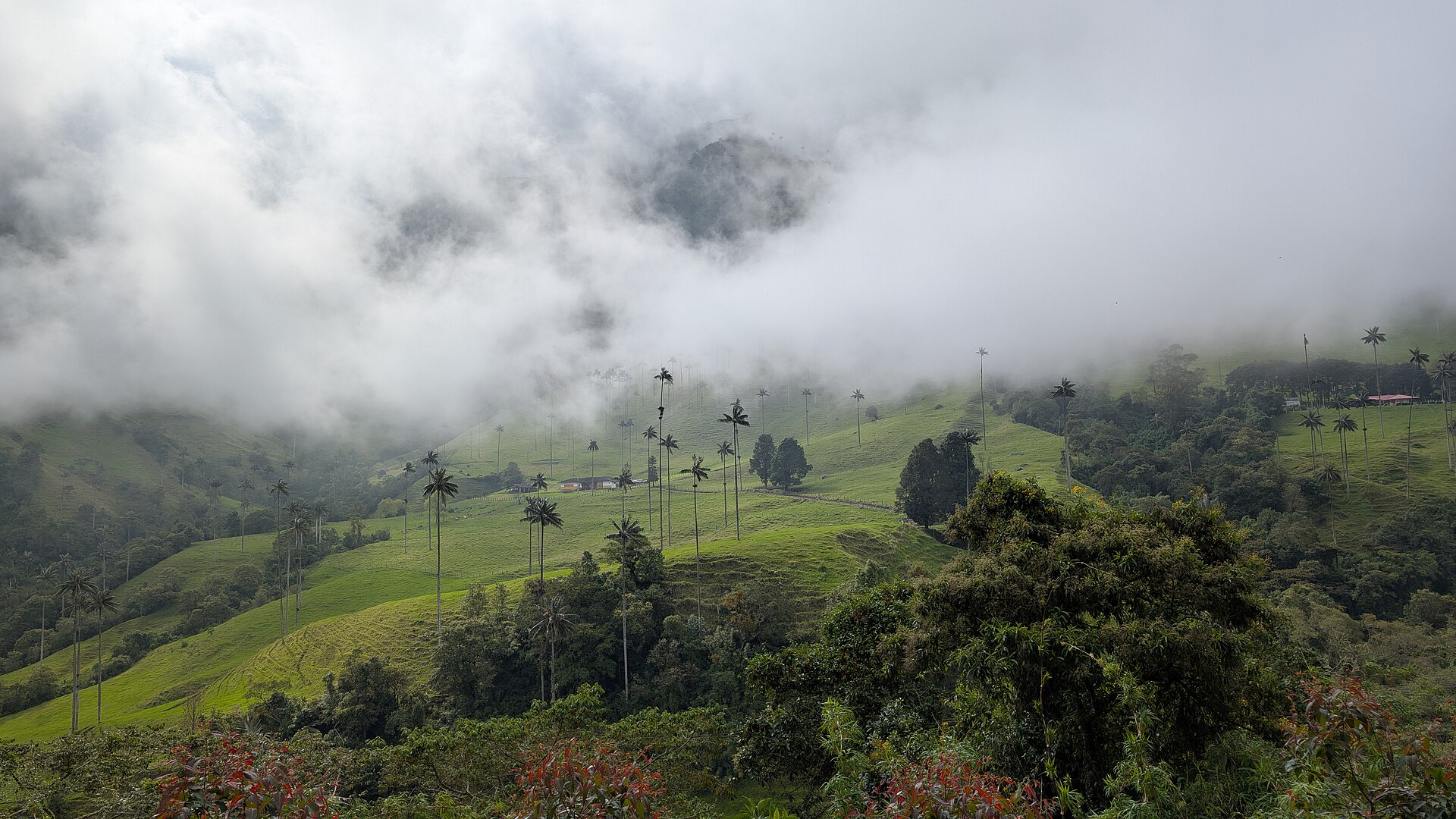Valle del Cocora junio 2025 03
