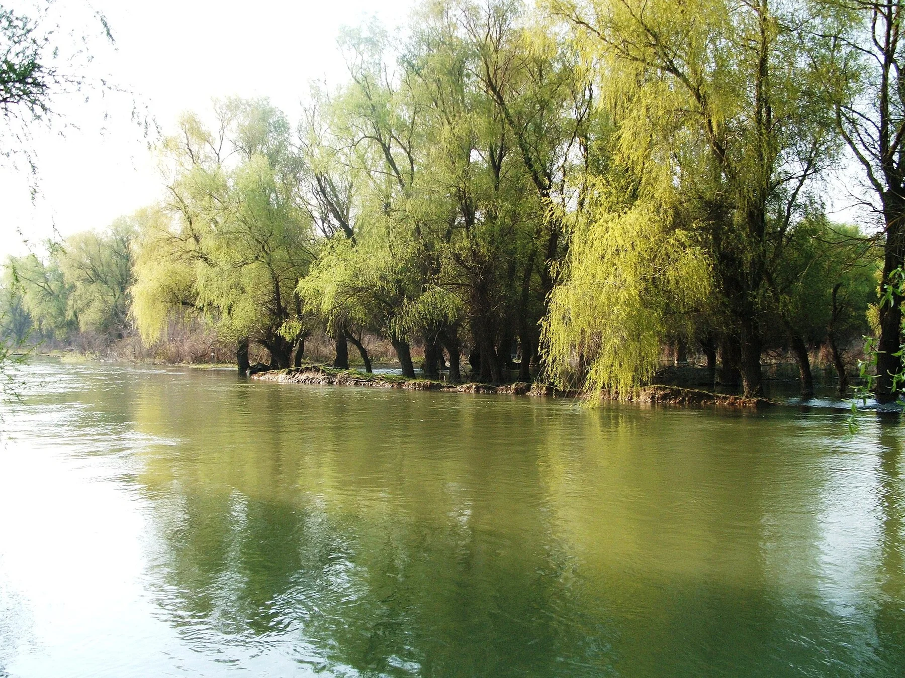 Danube delta