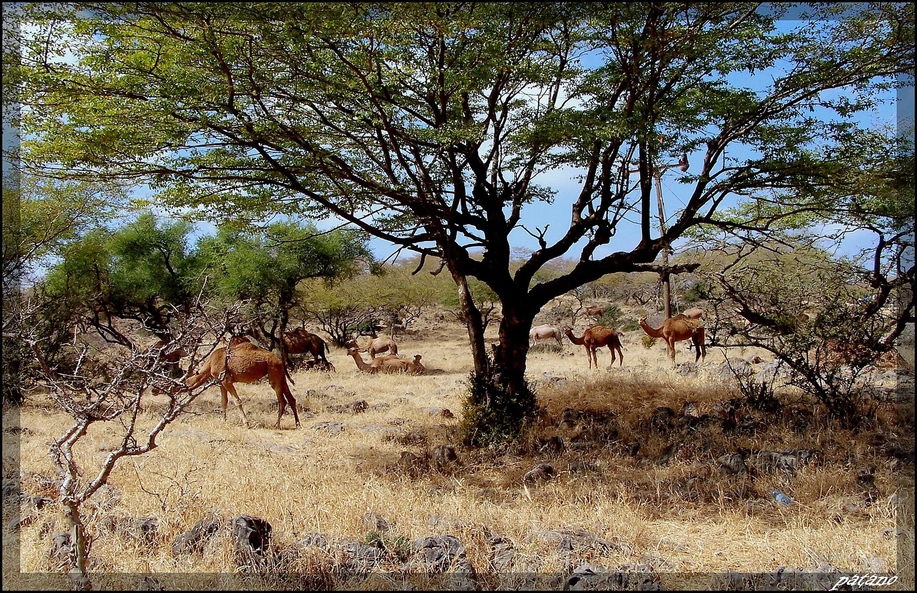 Dhofar Highlands — view 5