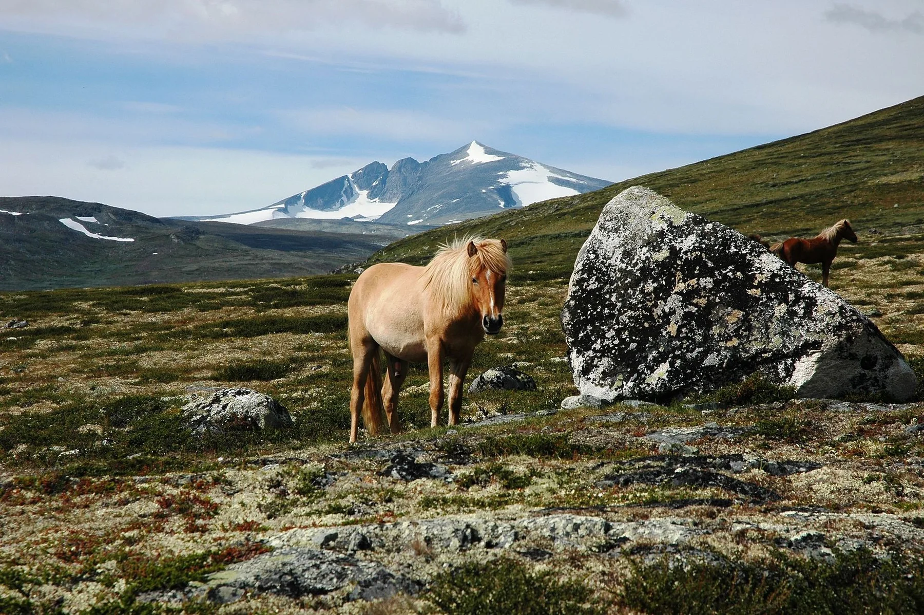 Dovrefjell - view 10