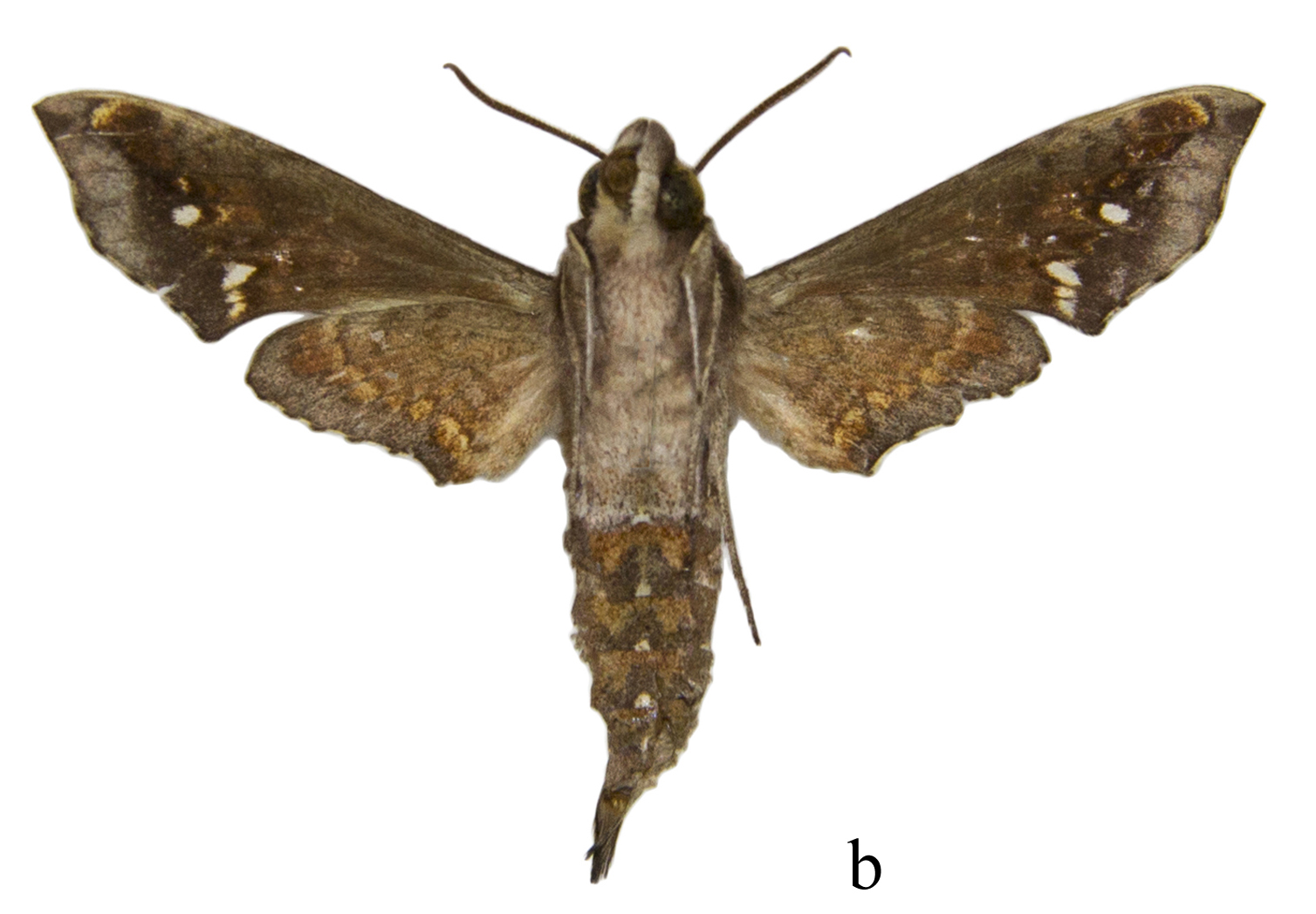 Temnora prokopci prokopci holotype (Nigeria, Taraka prov., Gashaka Gumti N.P.) (SMCR) male underside