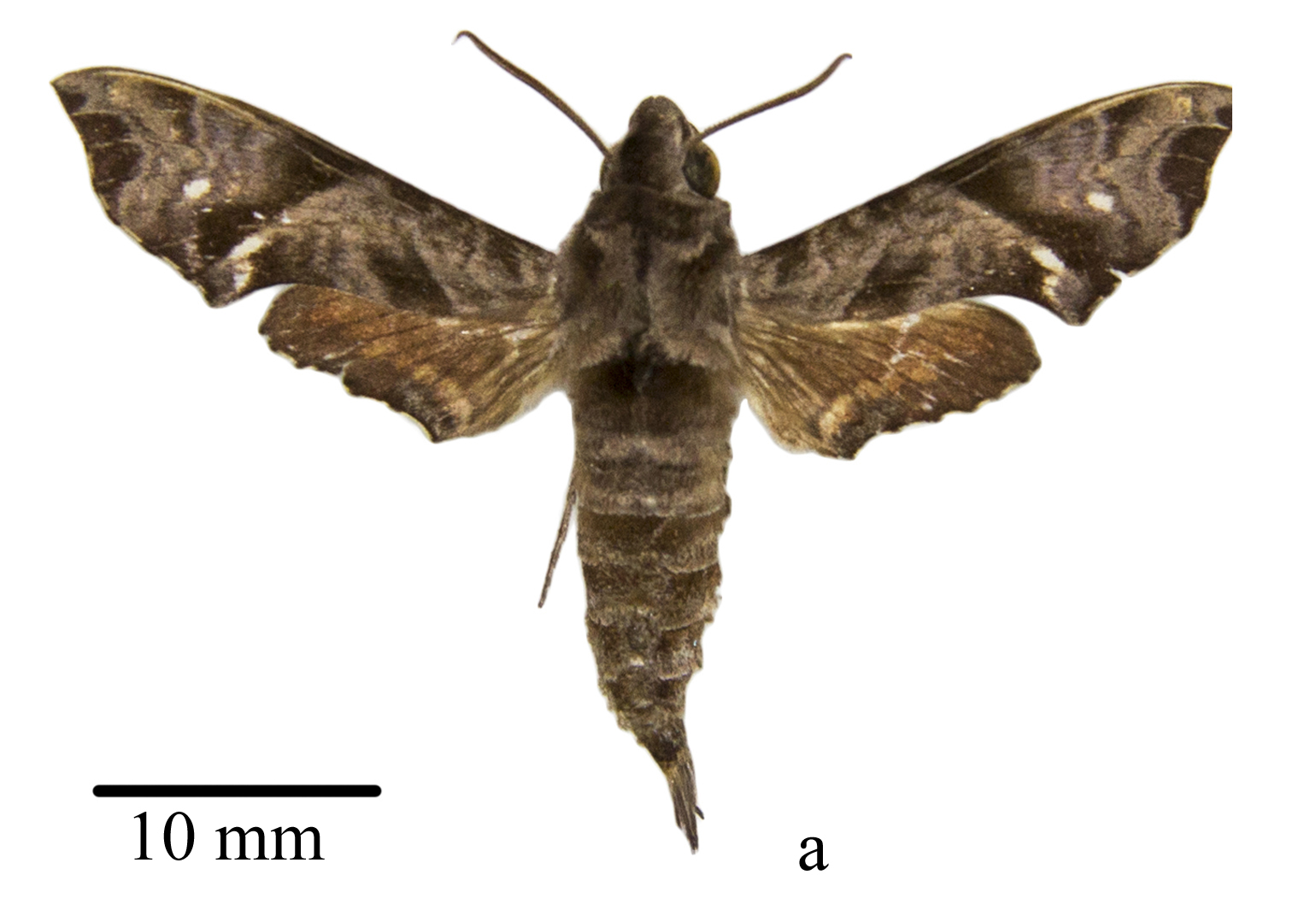 Temnora prokopci prokopci holotype (Nigeria, Taraka prov., Gashaka Gumti N.P.) (SMCR) male upperside