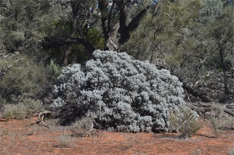 Muntii Gawler — view 6