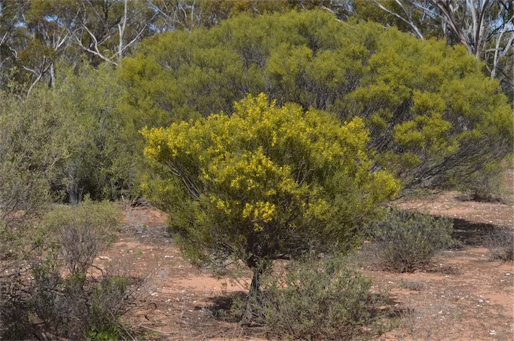 Range Gawler - vedere 10