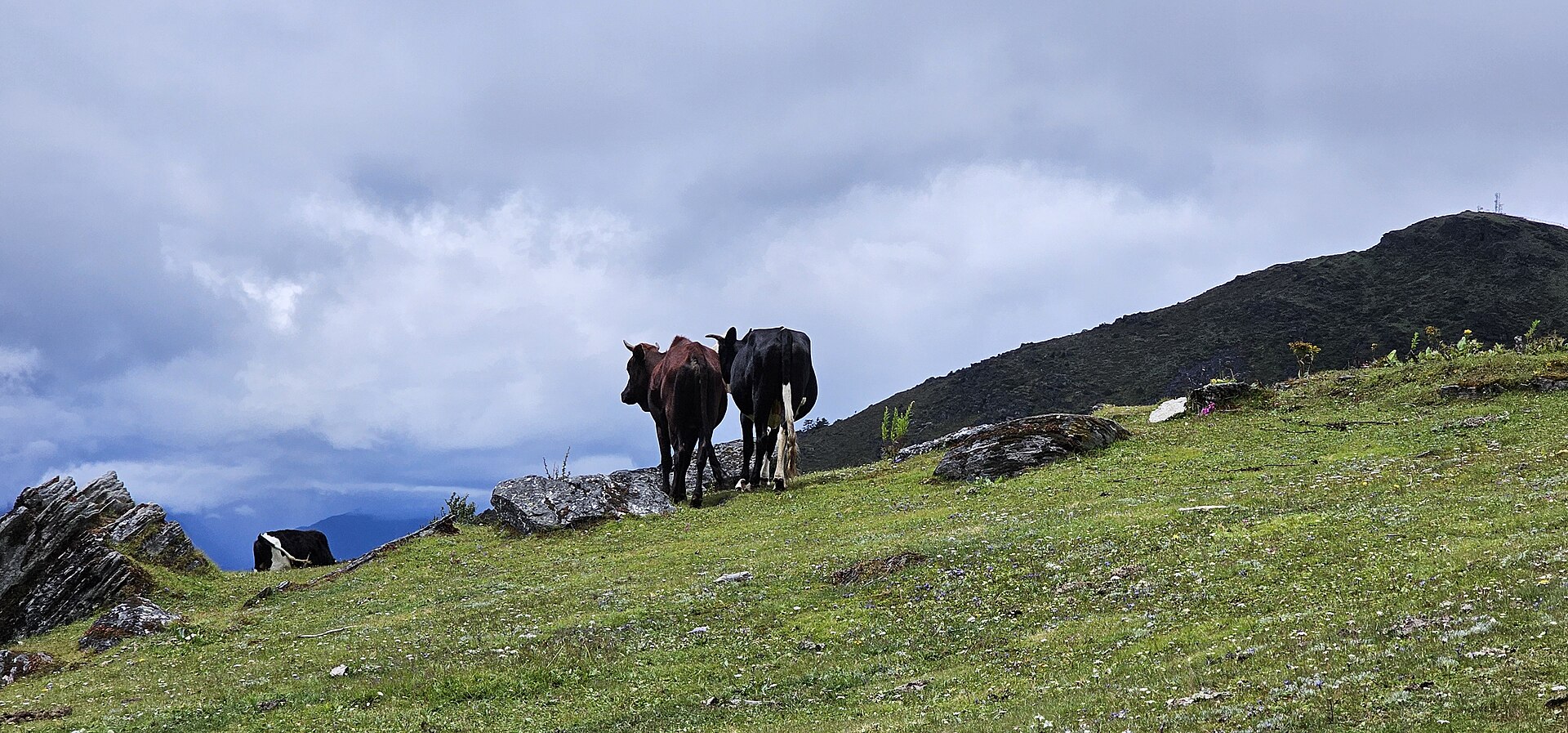 On the way to Chelela Pass, Paro (14)