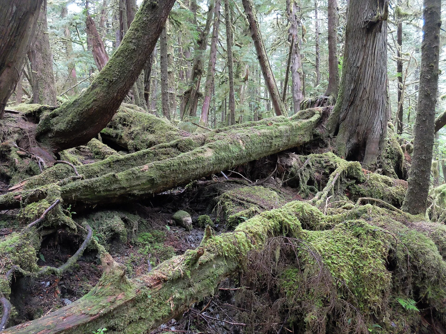 Haida Gwaii — view 6