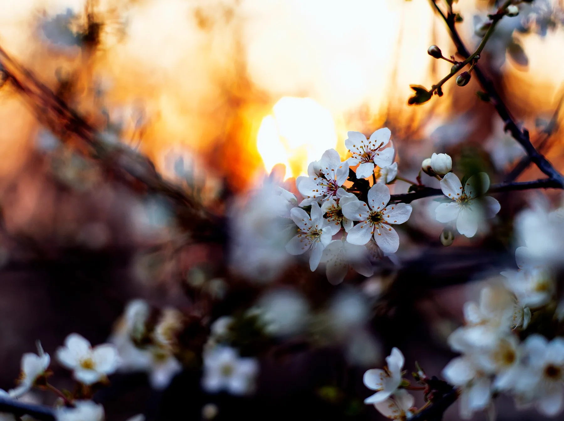 Cherry bloom (52812837550)