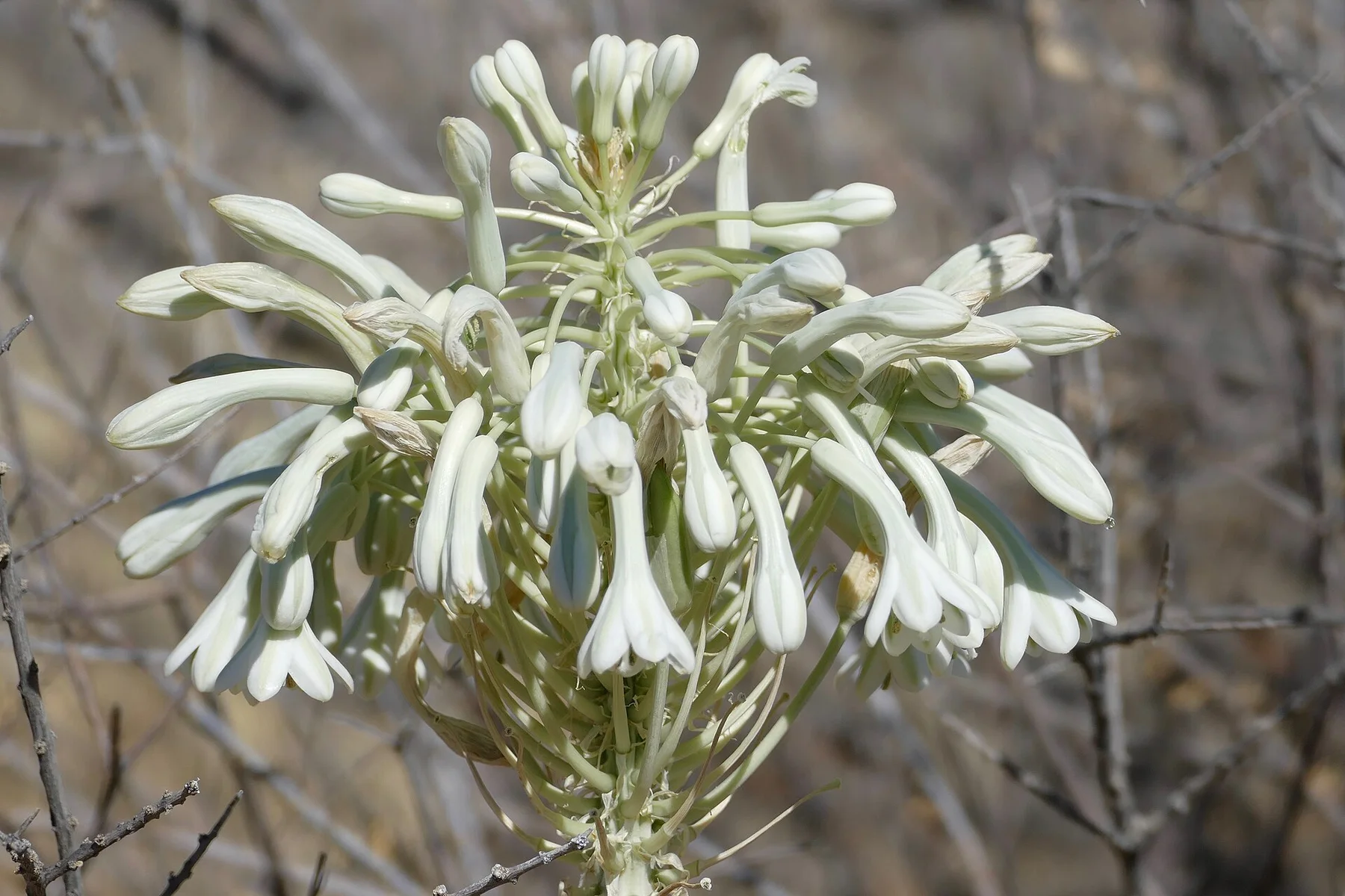 Desert Hyacinth (Pseudogaltonia clavata) (46178731395)