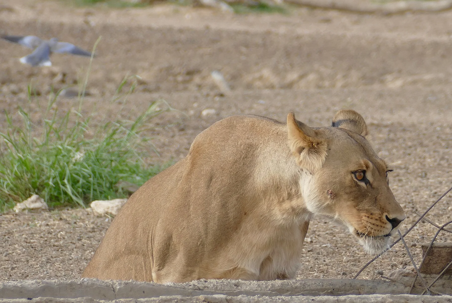 Kgalagadi - view 13
