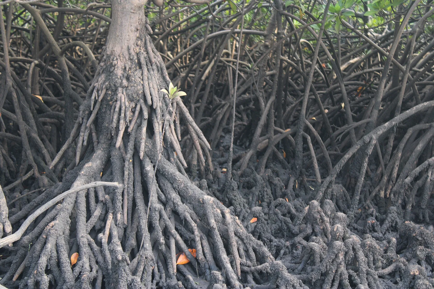 Lamu Mangrove Coral Reef