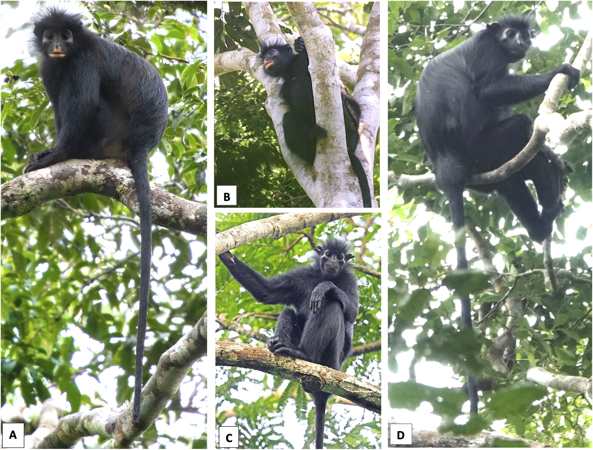 Colobus congoensis and Colobus satanas in life