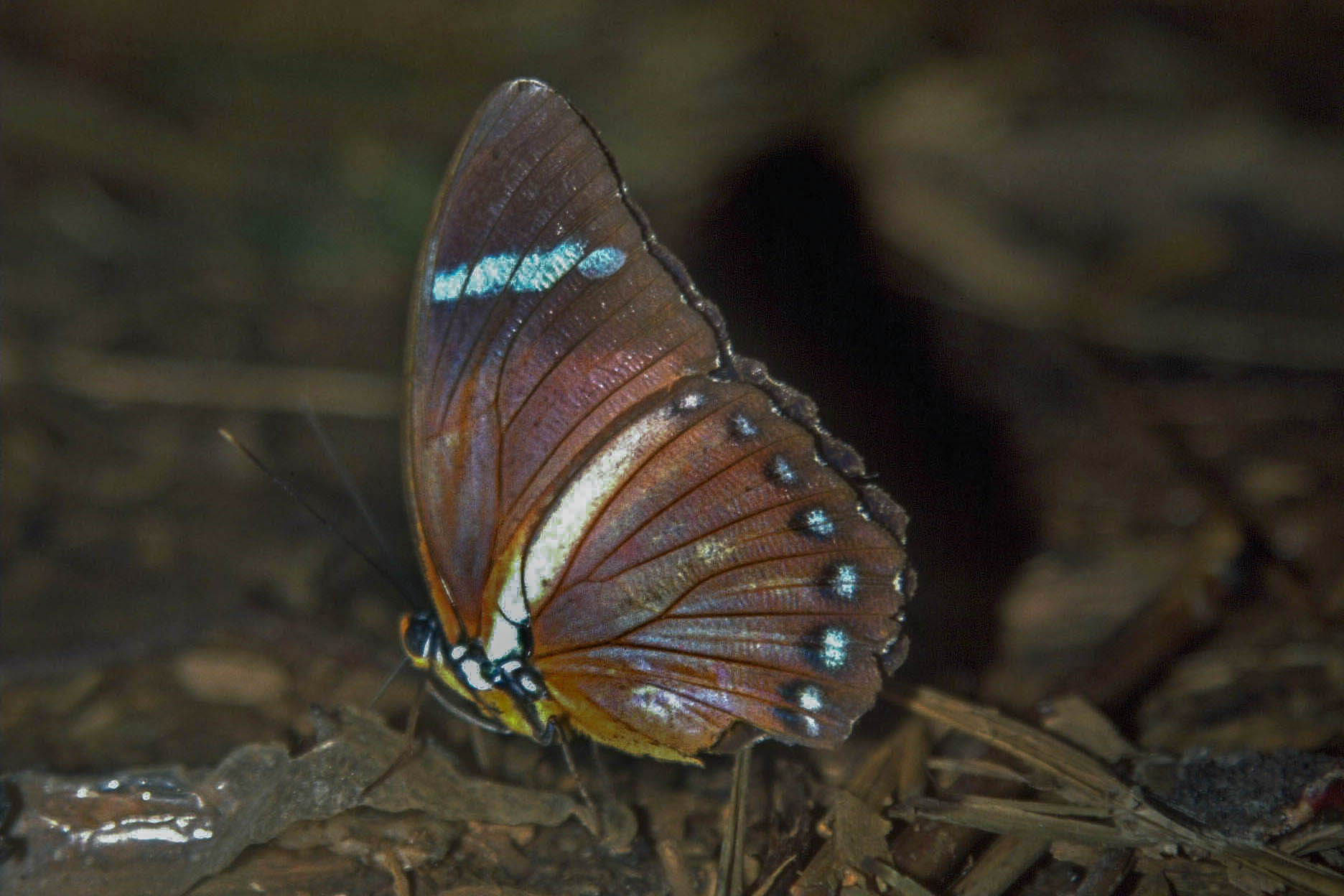Euphaedra eleus eleus (Eleus Orange Forester)