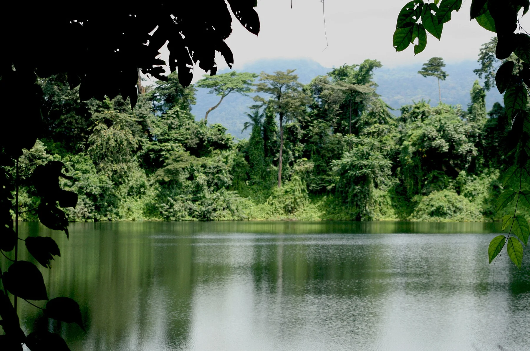 Muntele Camerun