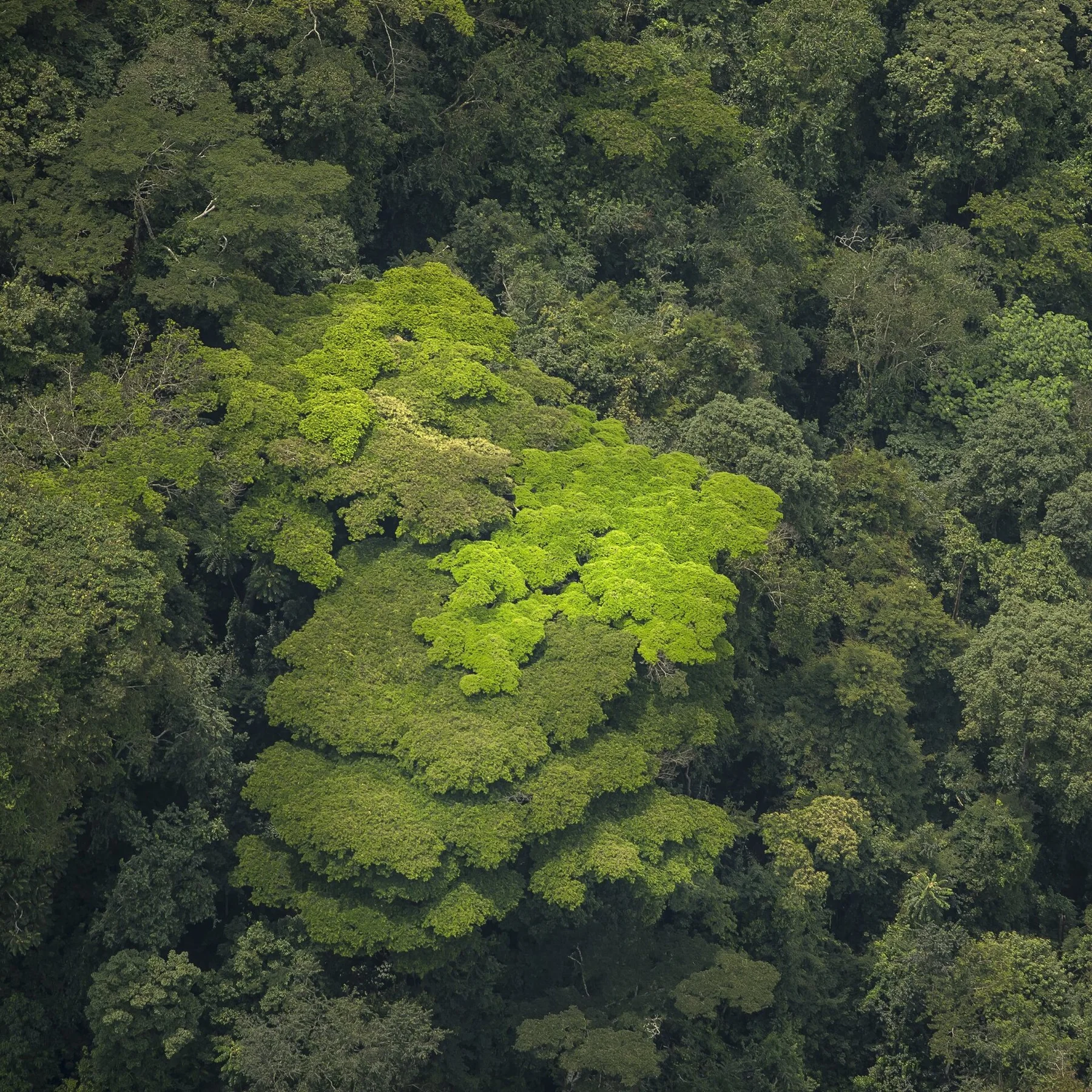 Padurea Nyungwe - vedere 8
