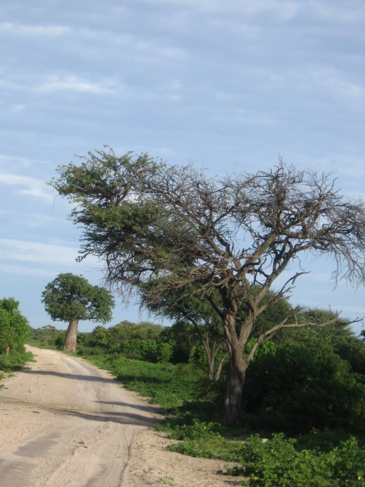 Bratul Okavango — view 2