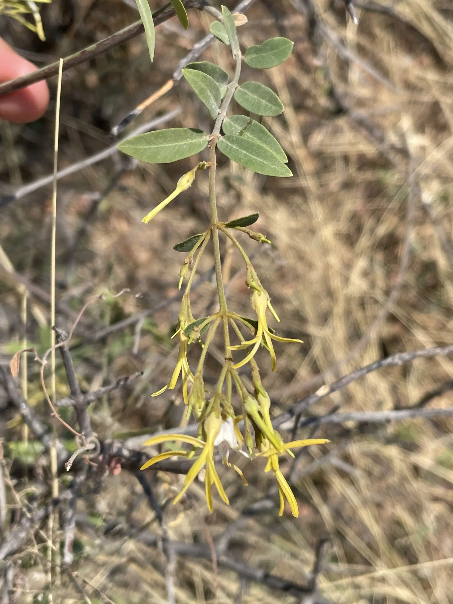 Bratul Okavango — view 5