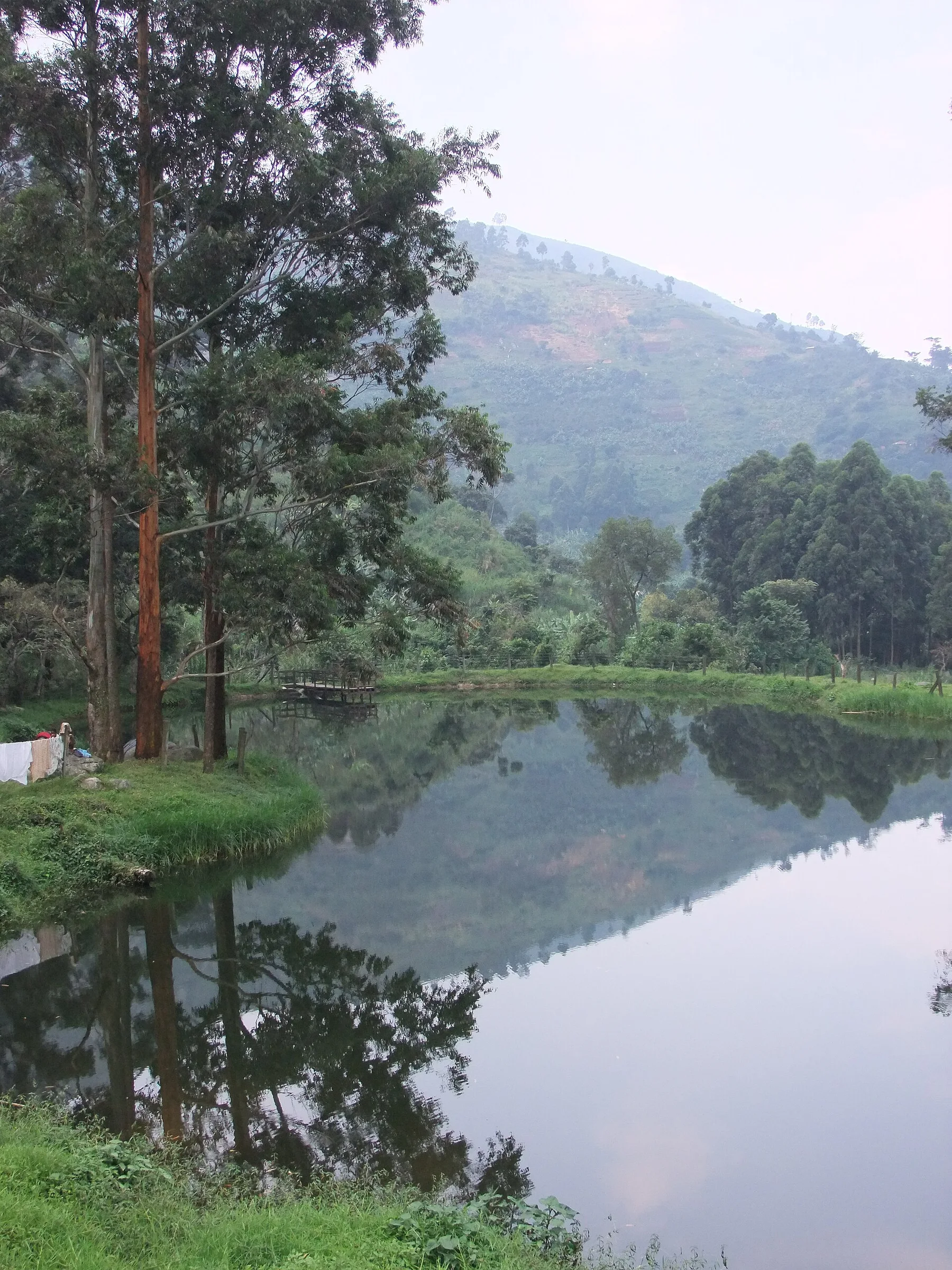 Muntii Rwenzori - vedere 12