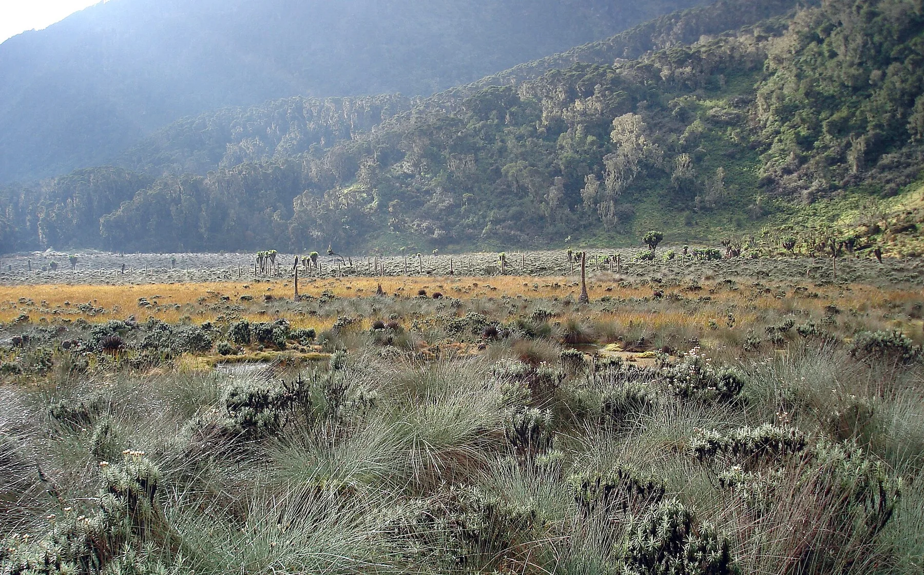 Muntii Rwenzori - vedere 14