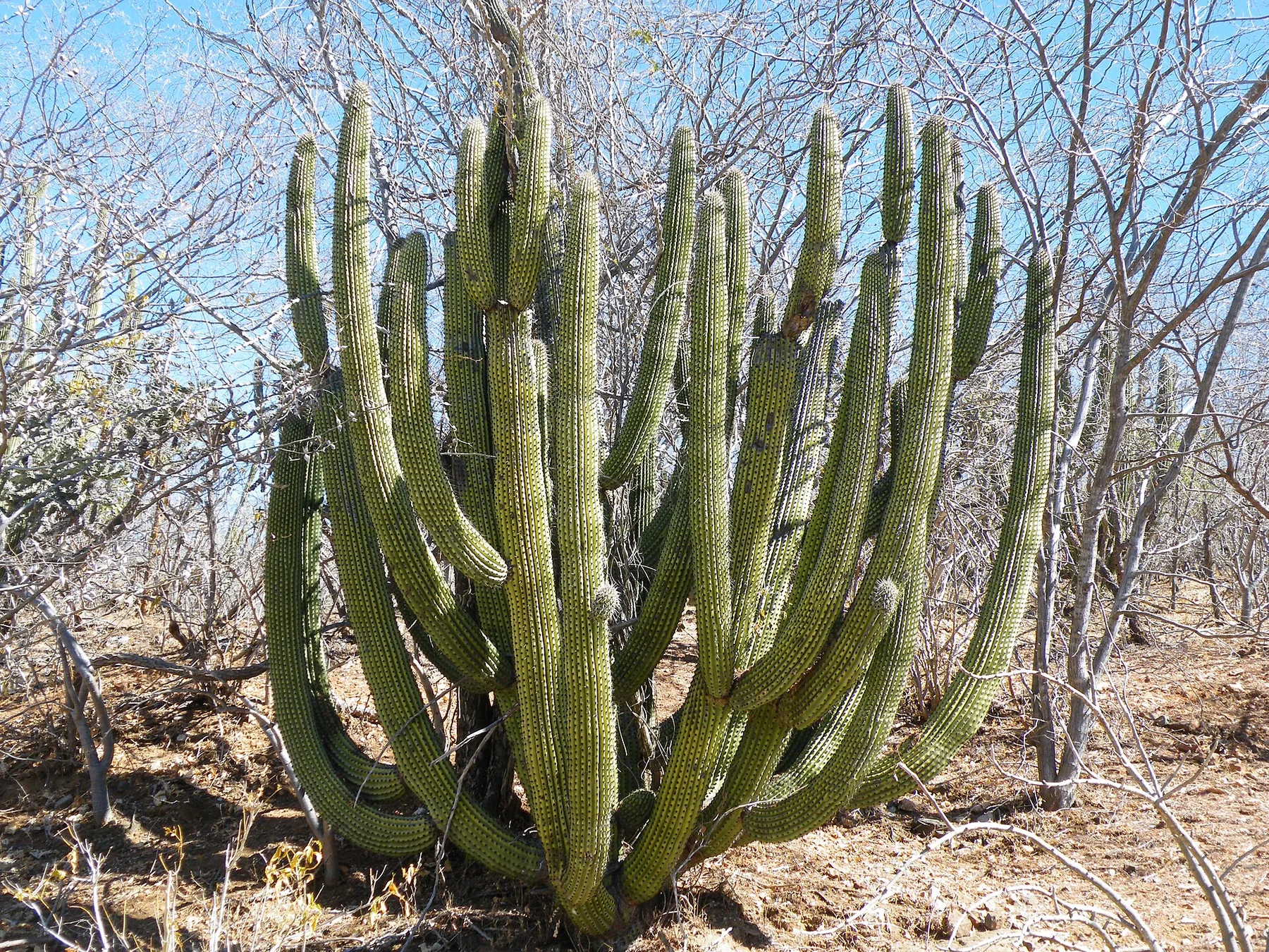 Sierra de la Laguna - vedere 8