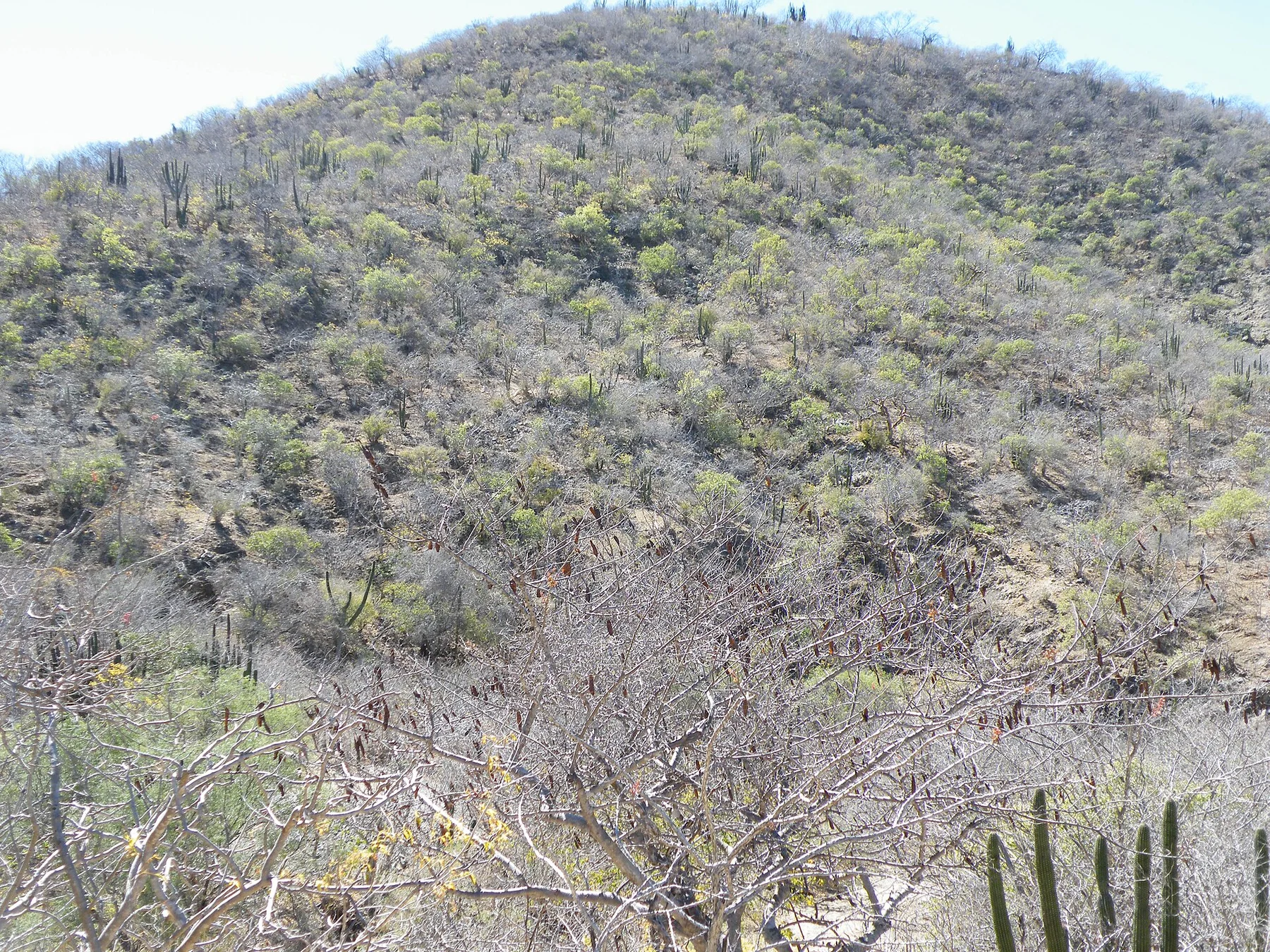 Sierra de la Laguna - vedere 9