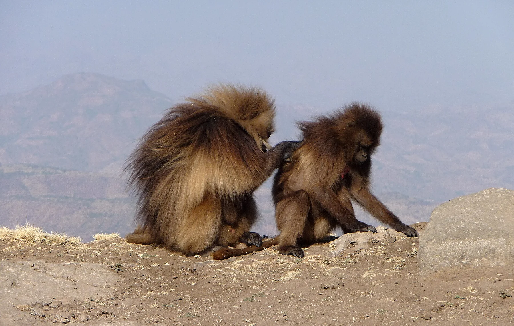 Muntii Simien — view 4