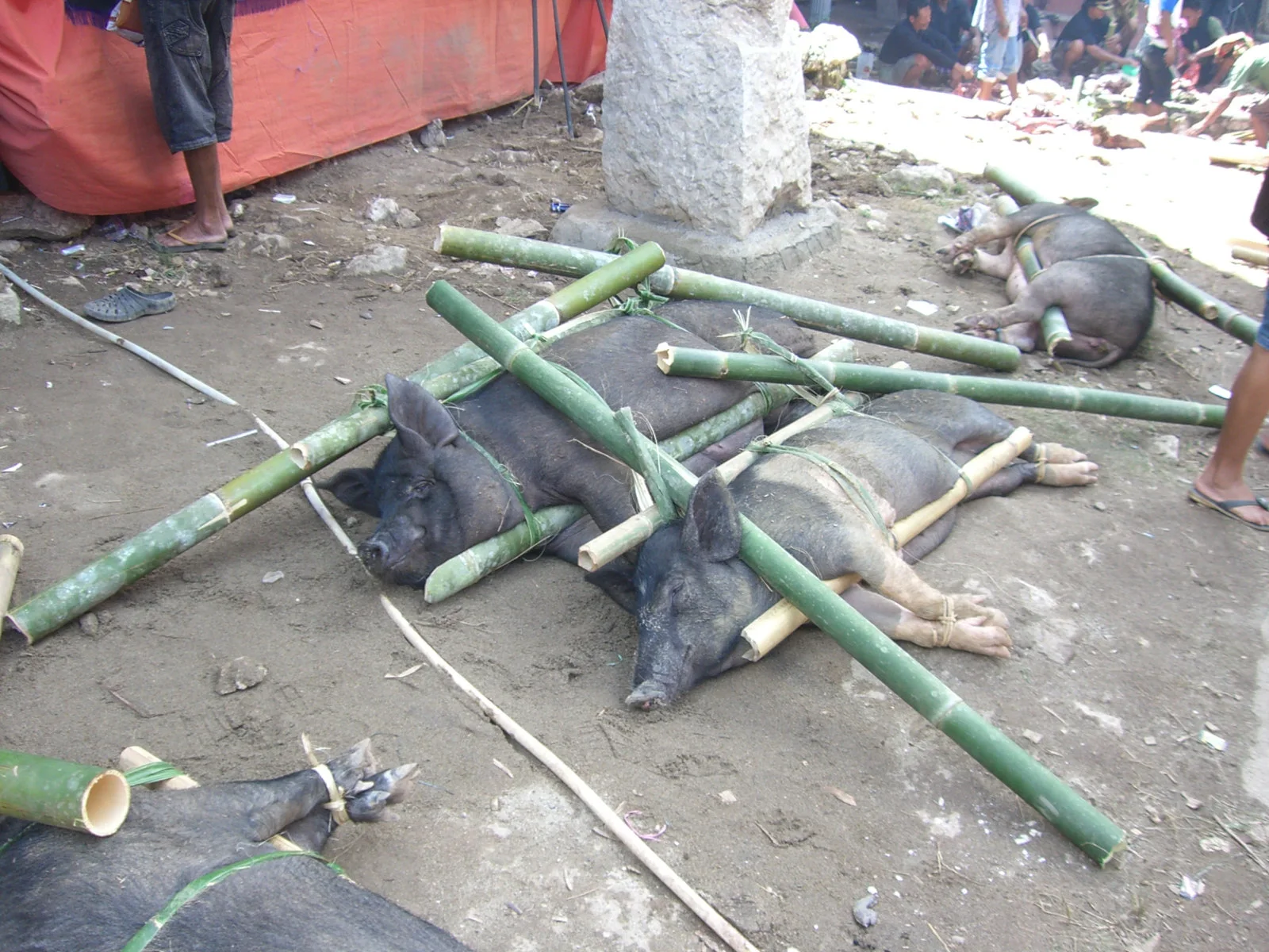 Tana Toraja - view 8