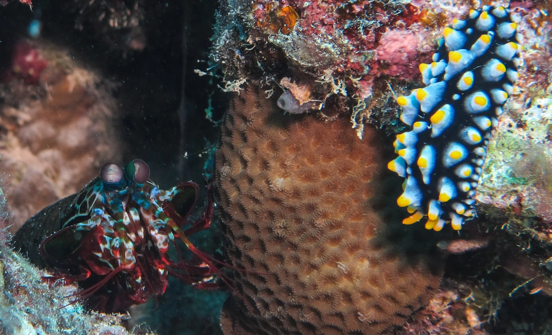 Taveuni - vedere 9
